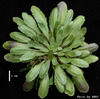 photo of Arabidopsis plant