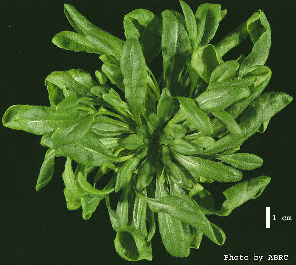 High resolution image of this Arabidopsis plant