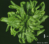 photo of Arabidopsis plant