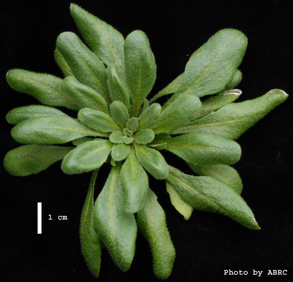 High resolution image of this Arabidopsis plant