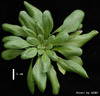 photo of Arabidopsis plant