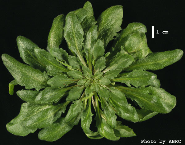 High resolution image of this Arabidopsis plant