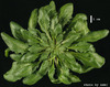 photo of Arabidopsis plant