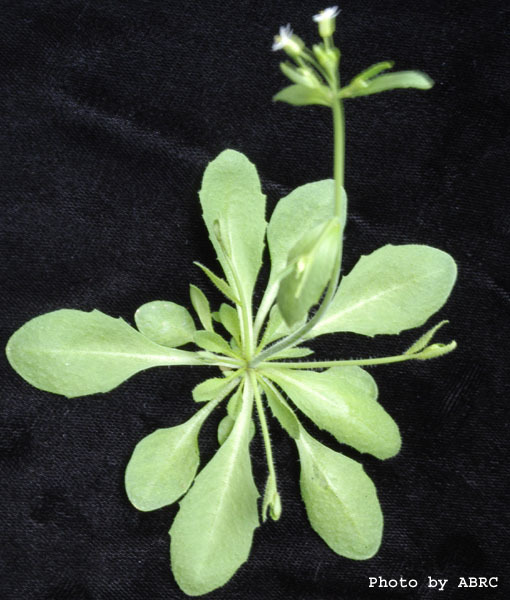 High resolution image of this Arabidopsis plant