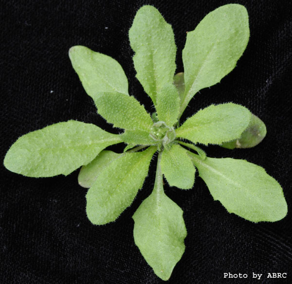 High resolution image of this Arabidopsis plant