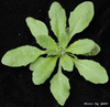 photo of Arabidopsis plant