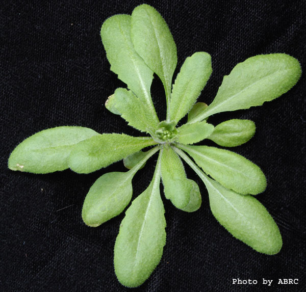 High resolution image of this Arabidopsis plant