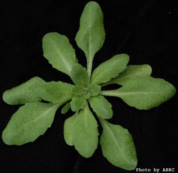 High resolution image of this Arabidopsis plant