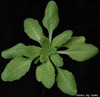 photo of Arabidopsis plant