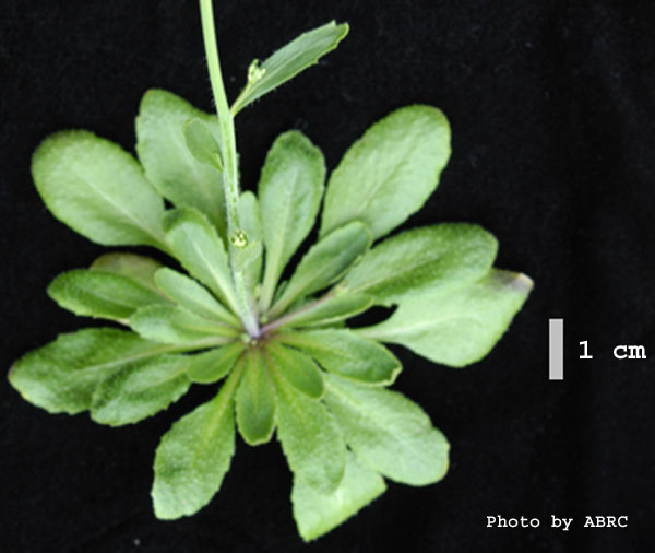 High resolution image of this Arabidopsis plant