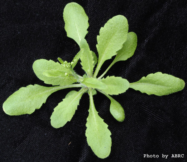 High resolution image of this Arabidopsis plant