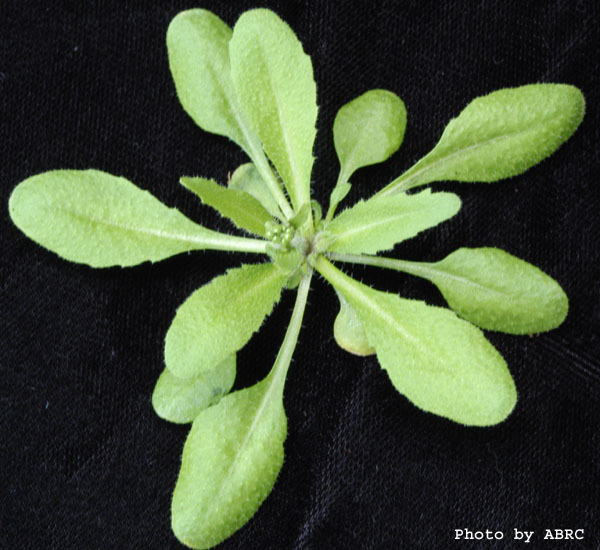 High resolution image of this Arabidopsis plant