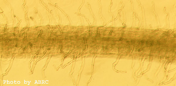 High resolution image of this Arabidopsis plant