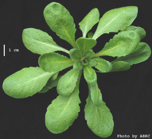 High resolution image of this Arabidopsis plant