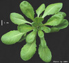 photo of Arabidopsis plant