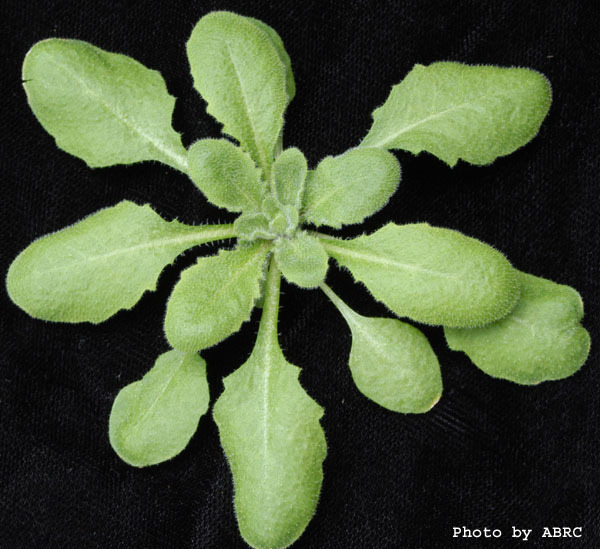 High resolution image of this Arabidopsis plant