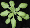 photo of Arabidopsis plant