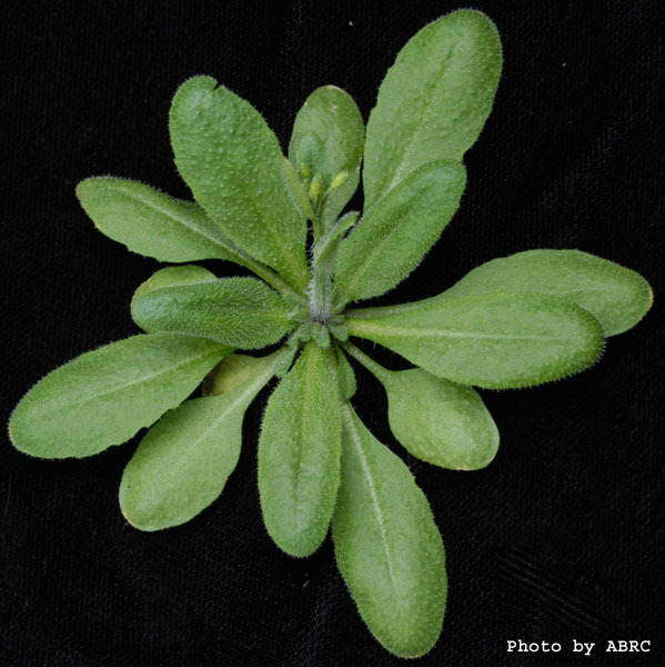 High resolution image of this Arabidopsis plant