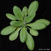 photo of Arabidopsis plant