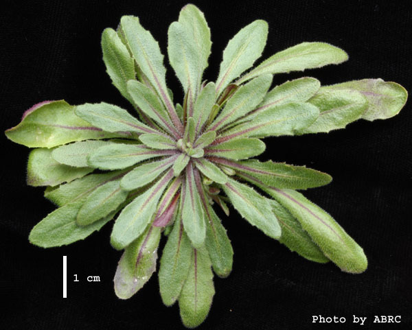 High resolution image of this Arabidopsis plant