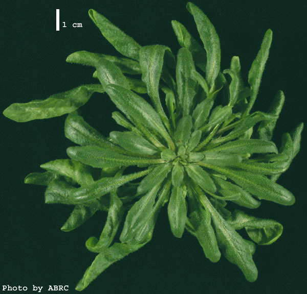 High resolution image of this Arabidopsis plant