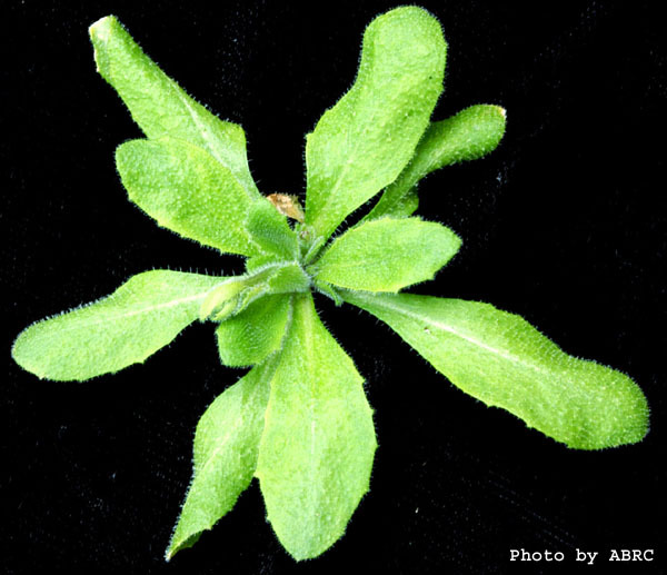 High resolution image of this Arabidopsis plant