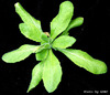 photo of Arabidopsis plant