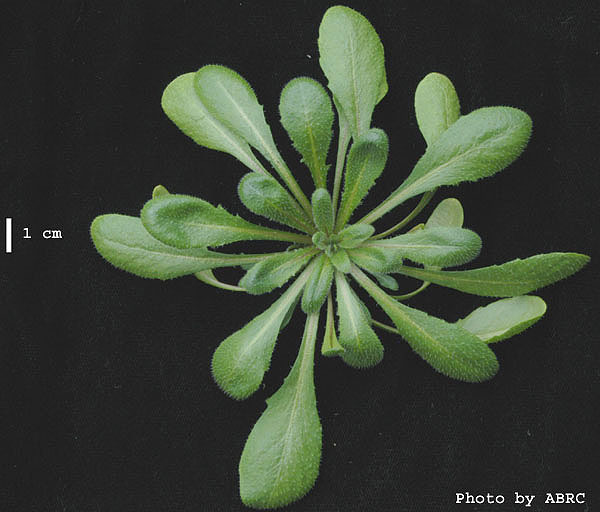 High resolution image of this Arabidopsis plant