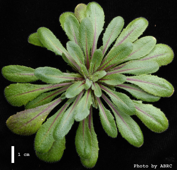 High resolution image of this Arabidopsis plant