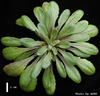 photo of Arabidopsis plant