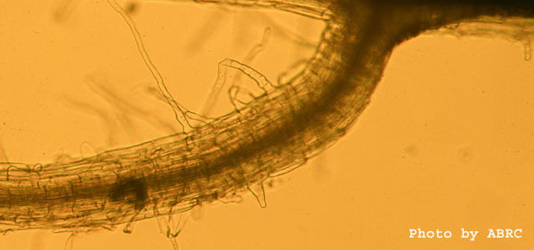 High resolution image of this Arabidopsis plant