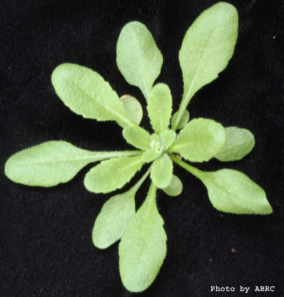 High resolution image of this Arabidopsis plant