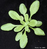 photo of Arabidopsis plant