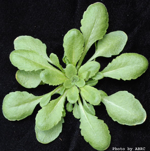 High resolution image of this Arabidopsis plant