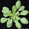 photo of Arabidopsis plant