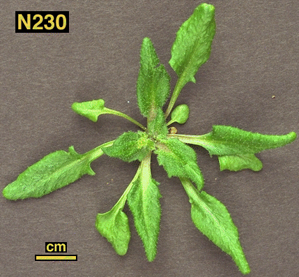 High resolution image of this Arabidopsis plant