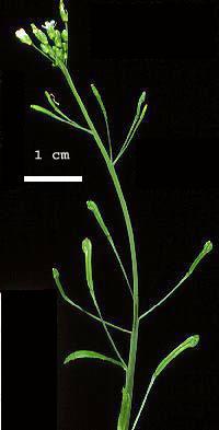 High resolution image of this Arabidopsis plant