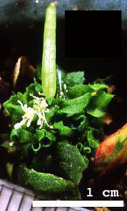 High resolution image of this Arabidopsis plant