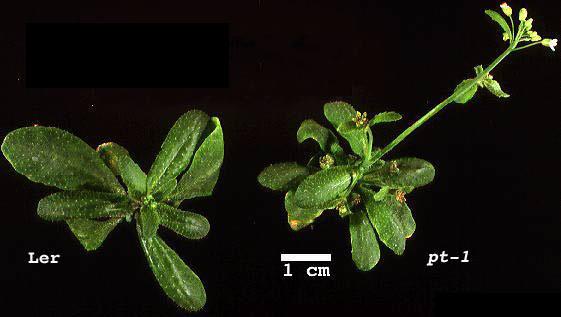 High resolution image of this Arabidopsis plant
