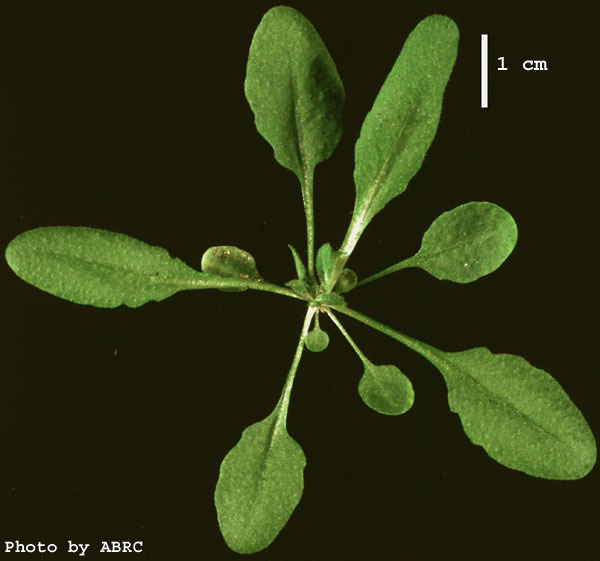 High resolution image of this Arabidopsis plant