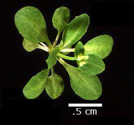 High resolution image of this Arabidopsis plant