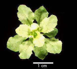 High resolution image of this Arabidopsis plant