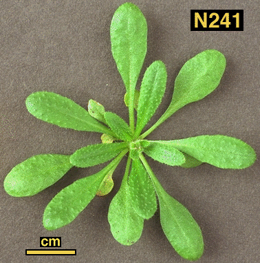 High resolution image of this Arabidopsis plant