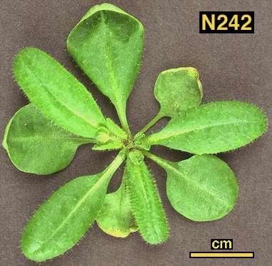 High resolution image of this Arabidopsis plant