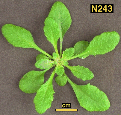 High resolution image of this Arabidopsis plant