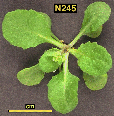 High resolution image of this Arabidopsis plant