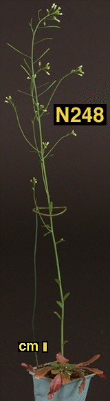 High resolution image of this Arabidopsis plant