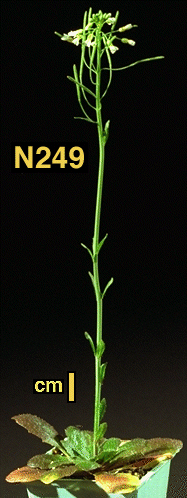 High resolution image of this Arabidopsis plant