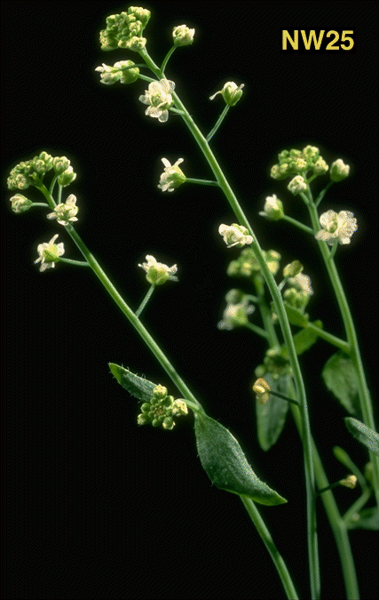 High resolution image of this Arabidopsis plant