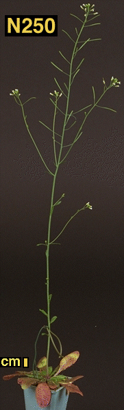 High resolution image of this Arabidopsis plant